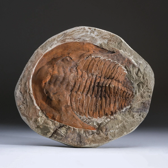 Genuine Andalusiana Paradoxides Trilobite With Acrylic Display Stand | 2.8 lbs Ft49