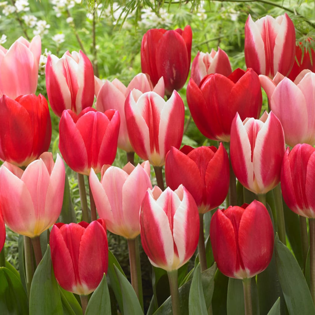 Lowe's 15 Count Tulips Candy Striper Blend Bulbs | 21574