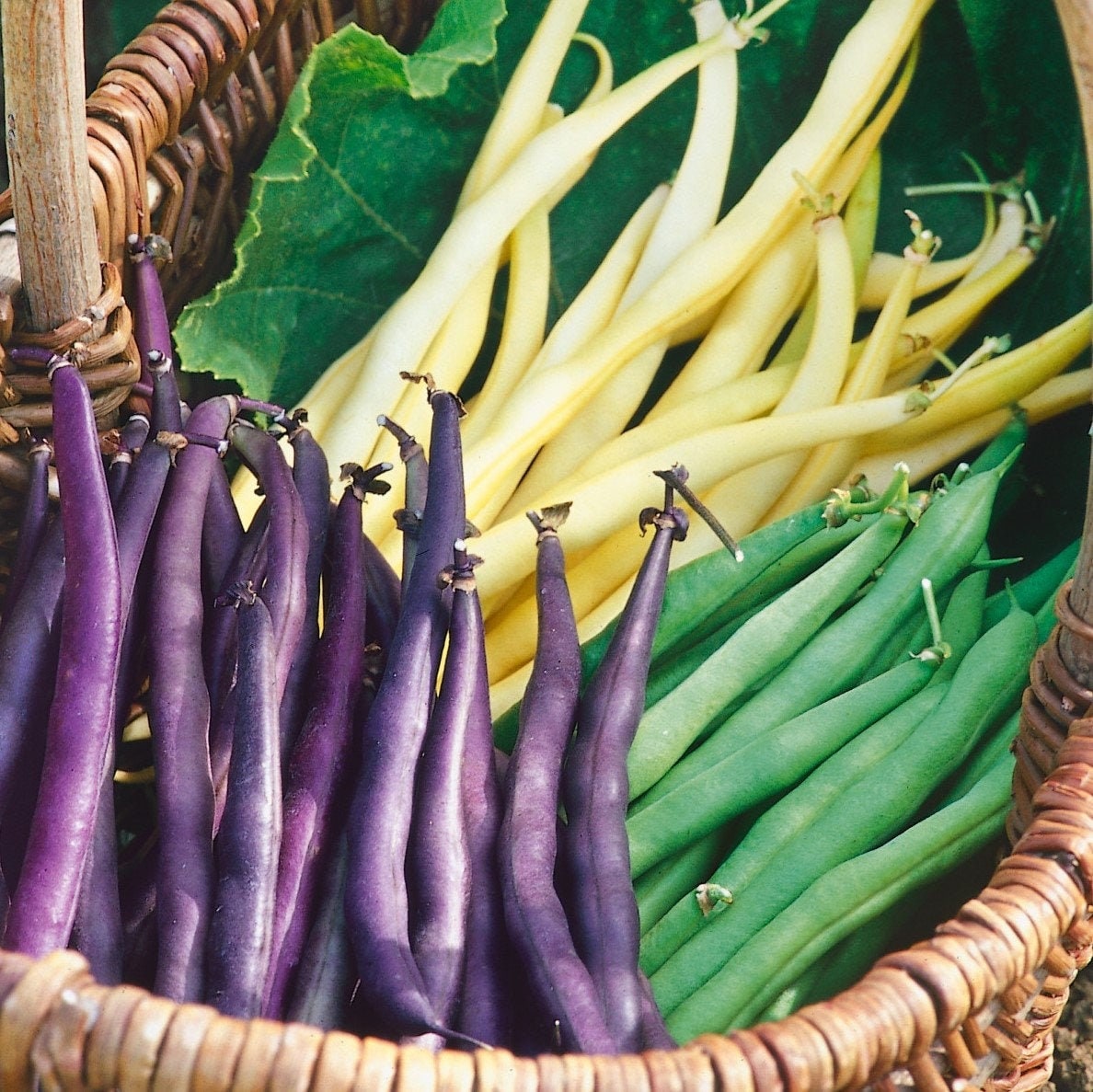 3 Colors Mix Bean Seeds | Mardi Gras Blend | Purple, Yellow, Green Tricolor Multicolor Variety Mixed Beans Seed 2022 Season Fast Shipping