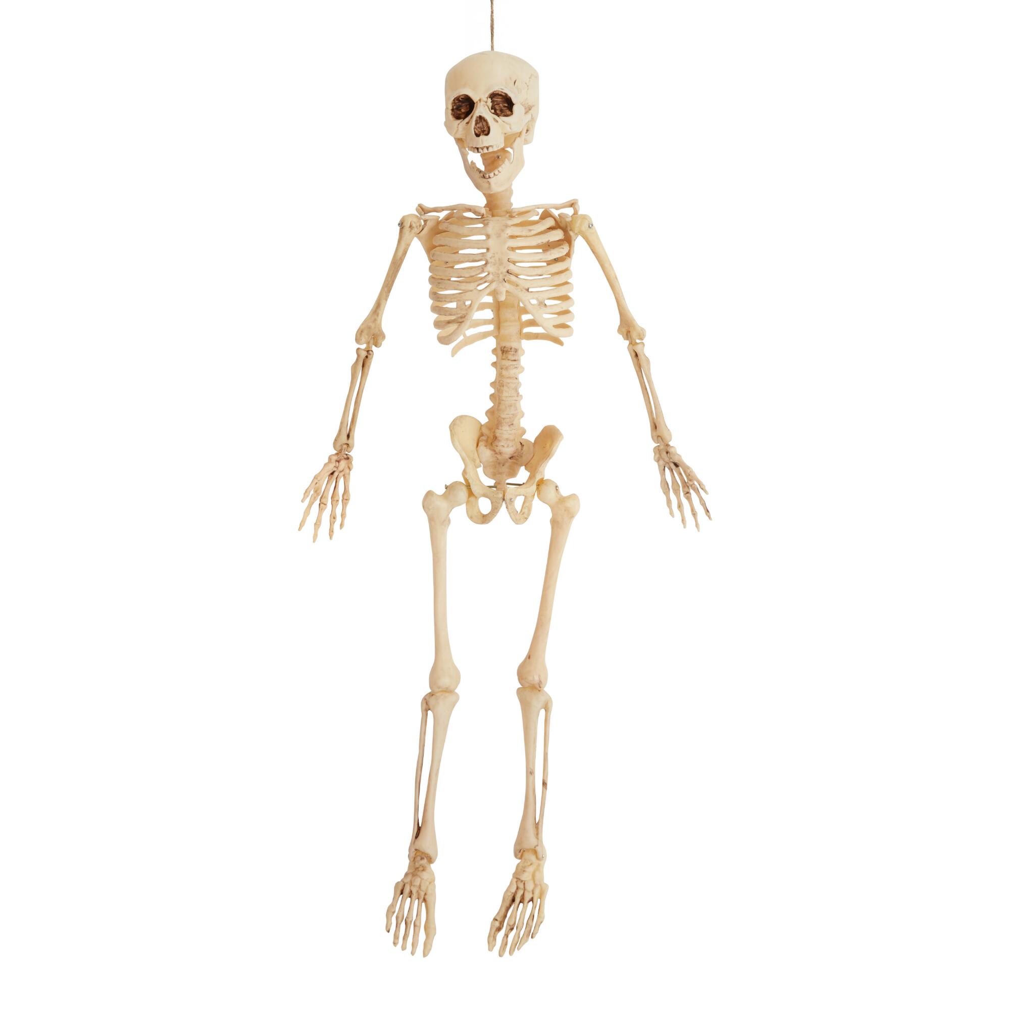 Classic Skeleton Halloween Hanging Figure: White - Plastic by World Market