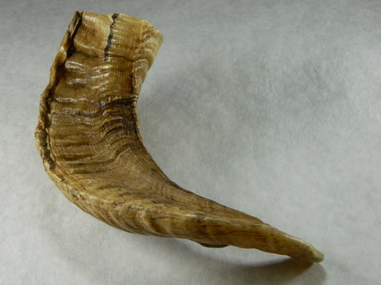 1 Natural Rams Horn - Ethically Harvested Sheep Horn; Jewelry Making, Craft Projects, Cosplay Perfect Gift, Chew Toy, Qb38