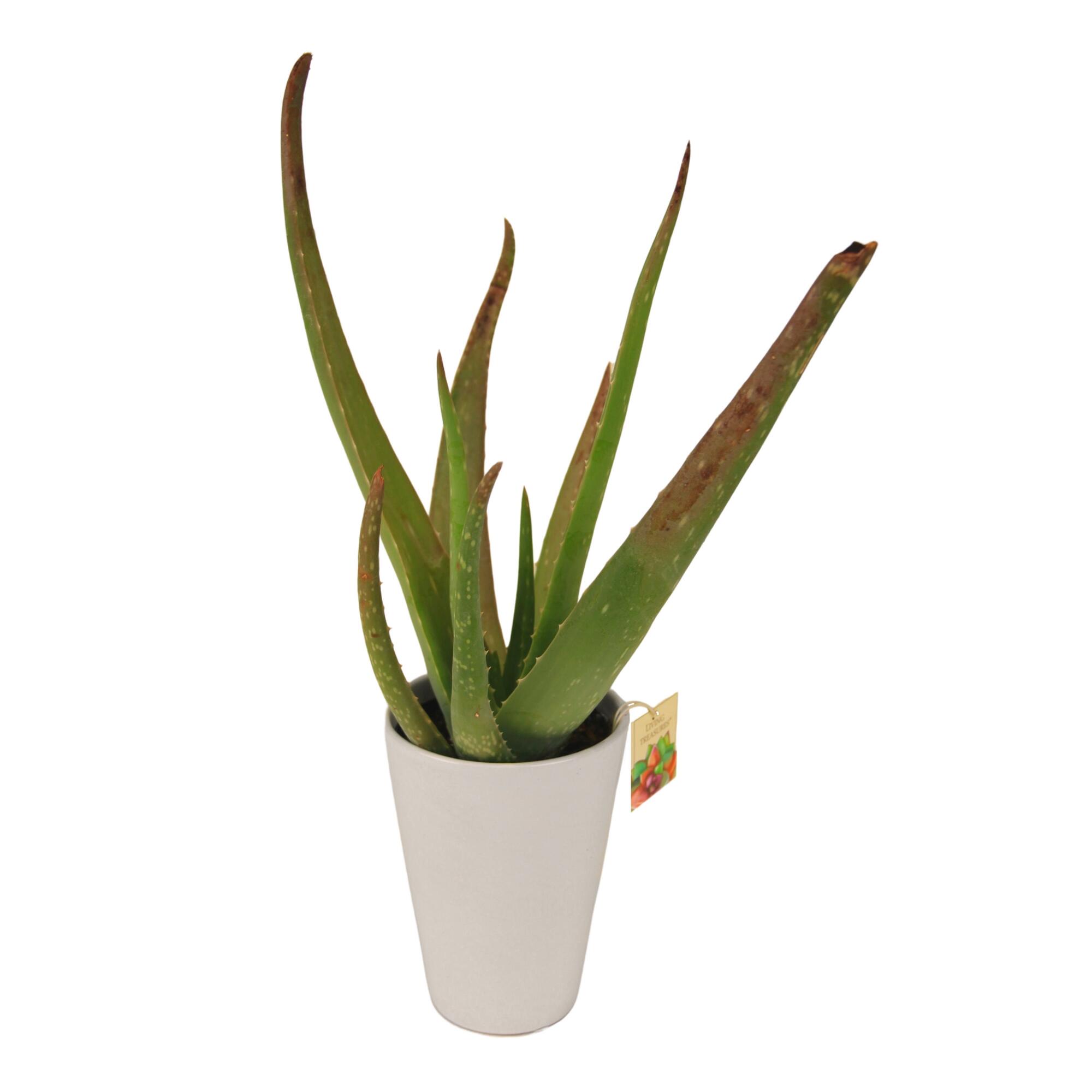 Live Aloe Vera Plant in White Ceramic Pot by World Market