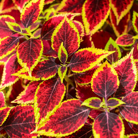 Rainbow Coleus - Painted Nettle Blend 0.2G/100 Organic Seeds Blumei Gmo Free