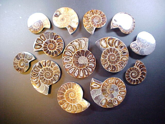 Opalized Polished Assorted Ammonite Fossils Lot Of 13 From Madagascar Dispensing With Old Patterns & Programming