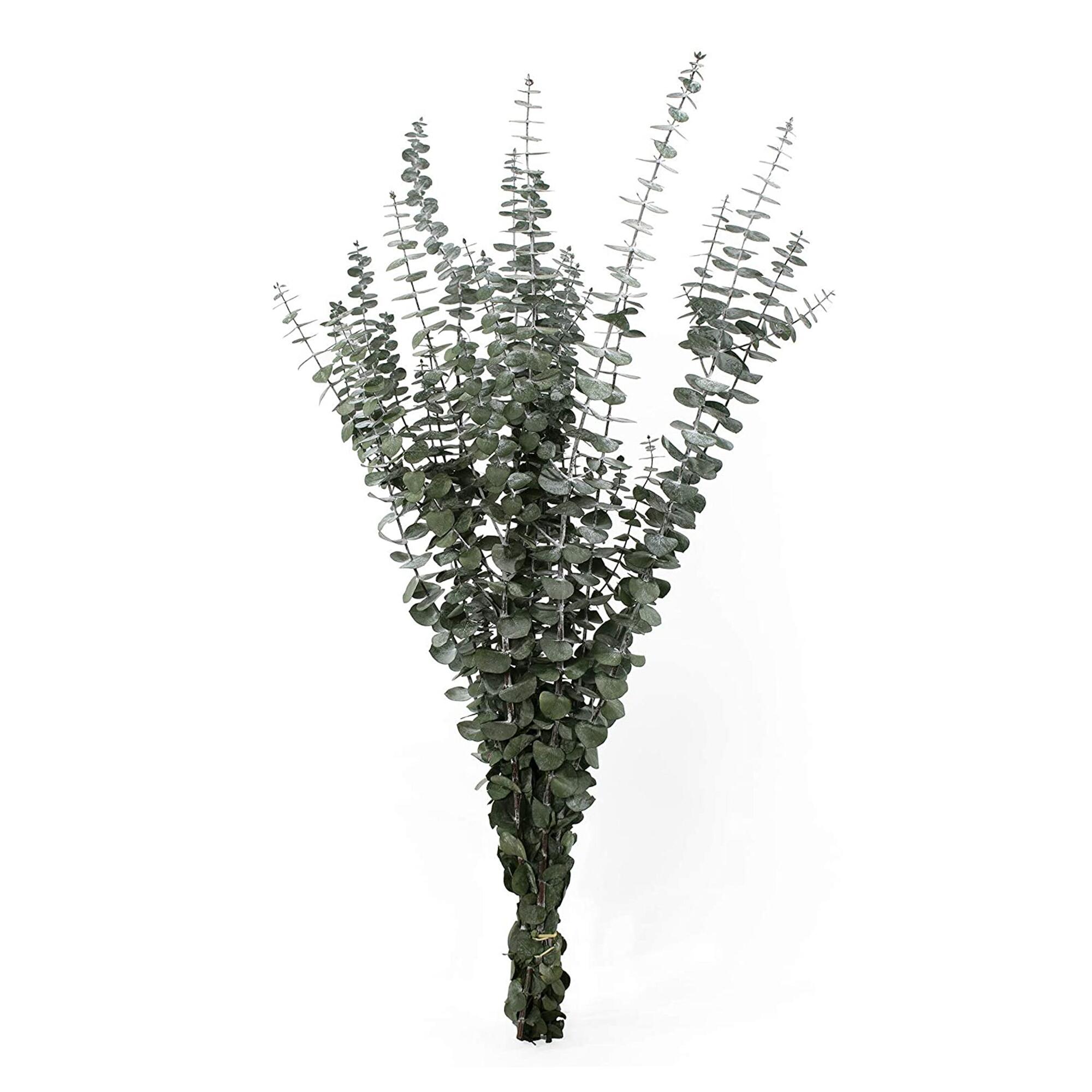 Preserved Baby Eucalyptus Bunch by World Market
