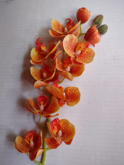 Phalaenopsis Orchid Stem, Tropical Flowers Orange