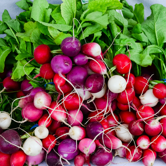 Easter Egg Blend Radish Seeds - Multi Colored Beautiful Spring Seeds, Non Gmo Open Pollinated Rainbow Seed 300