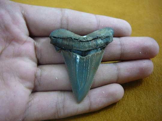 2-1/8" Auriculatus Shark Tooth Choose To Be Wired in Gold Or Silver Pendant Necklace Jewelry Gold Sr247-12