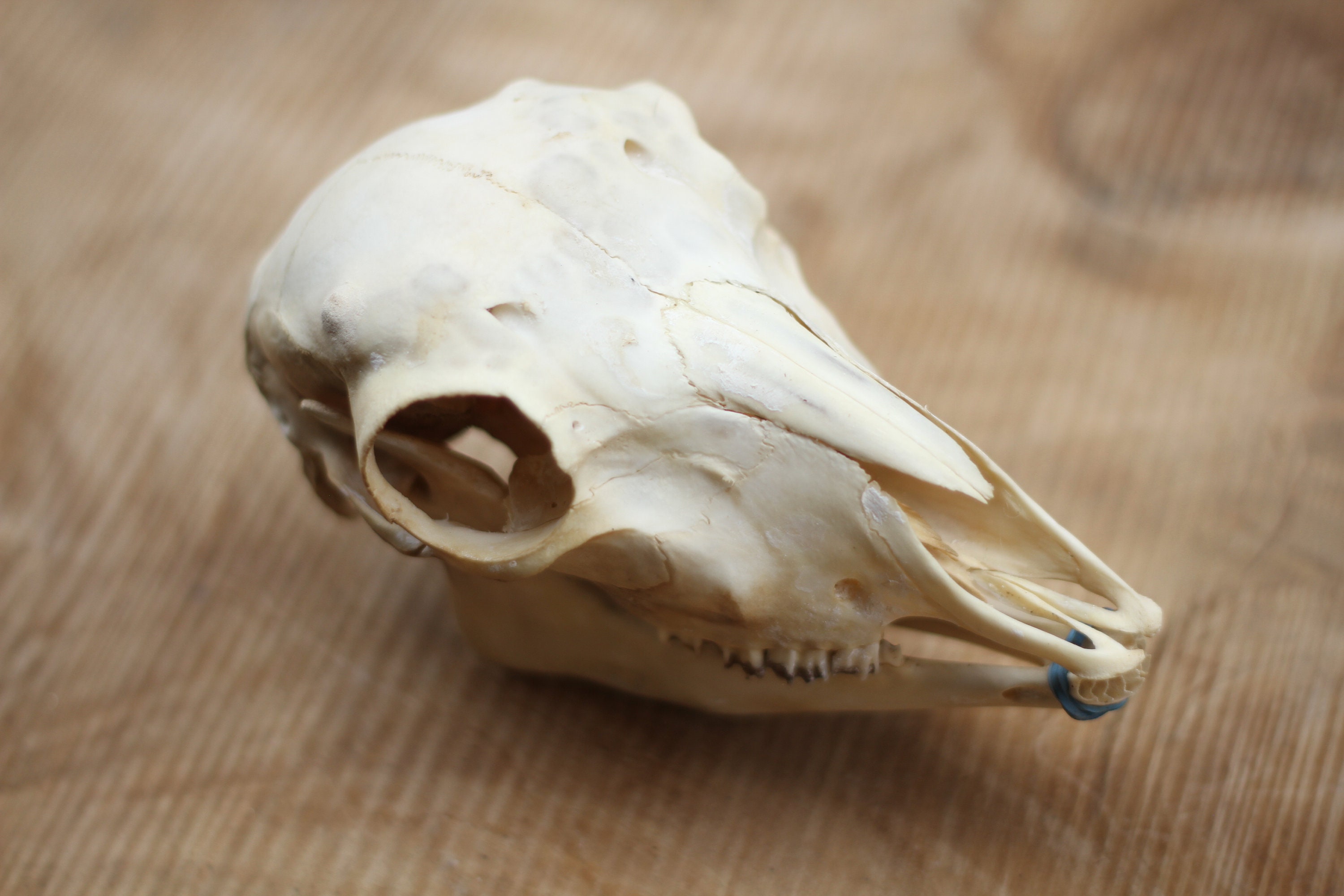 Pretty Young Ram Skull. With Mandible. Nature Cleaned. Small Horns