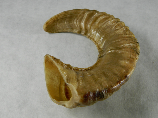 1 Natural Rams Horn - Ethically Harvested Sheep Horn; Jewelry Making, Craft Projects, Cosplay Perfect Gift, Chew Toy, Zq70