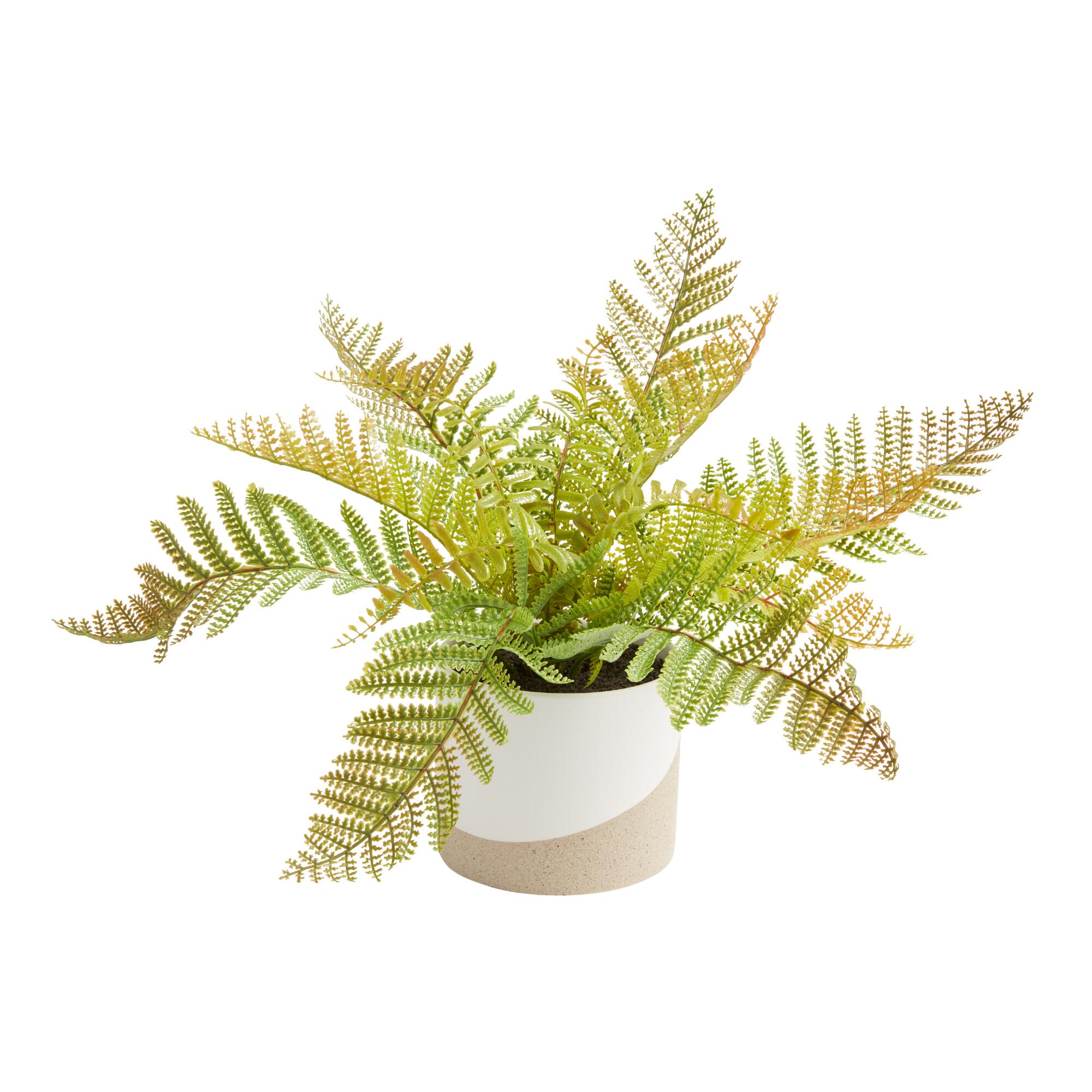 Faux Fern in Two Tone Ceramic Pot by World Market