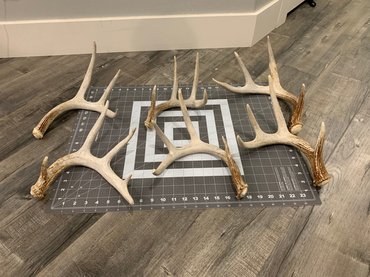 Large Whitetail Deer Antlers | 2 Packs Available