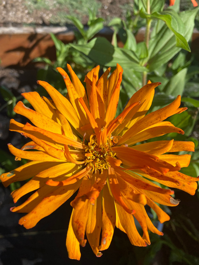 Zinnia Takll's Choice Mix Heirloom Seed 25
