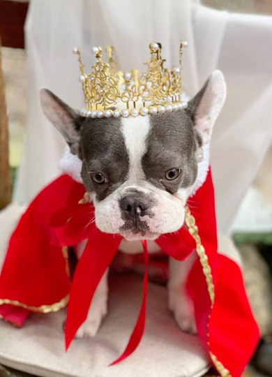 Cold Color Crown For Dog Or Cat /Princess Crown/Crown/