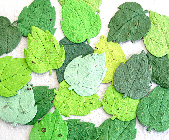 10+ Green Flower Seed Birch Leaf Plantable Paper Leaves