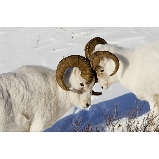 Two Ram Dall Sheep But Heads, Chugach Mountains, Southcentral Alaska, Winter PosterPrint - Item # VARDPI2152883 - 34 x 22