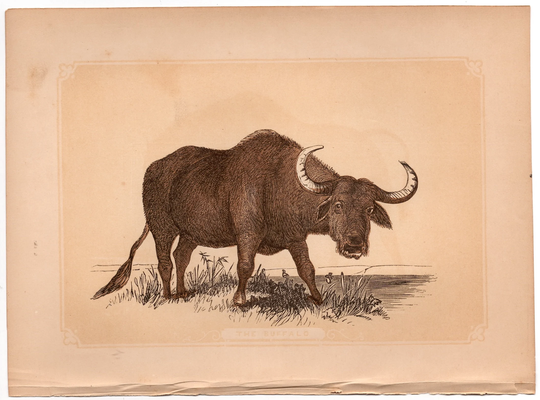 C.1853 The Buffalo Print Original Antique Wild Ox Bicknell Water Buffalo American Bison