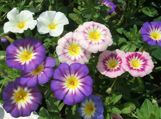 Morning Glory - Dwarf Flowers Blend 2G/60 Organic Seeds Convolvulus Tricolor Gmo Free
