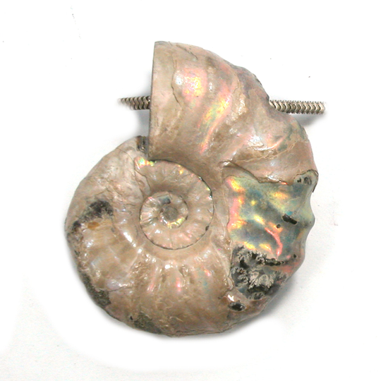 Dvh Fossil Iridescent Ammonite Ammolite Focal Bead 45x38x15 | 4439