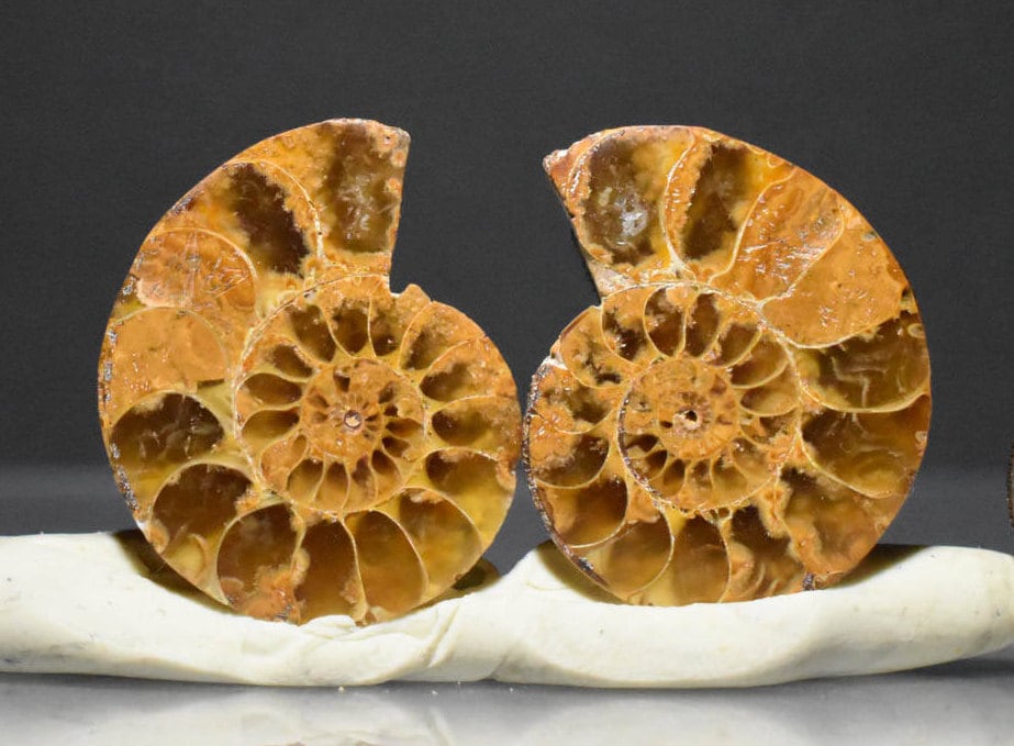 Ammonite Fossil Pairs Loose Slices For Earrings Jewelry Making Supply Polished