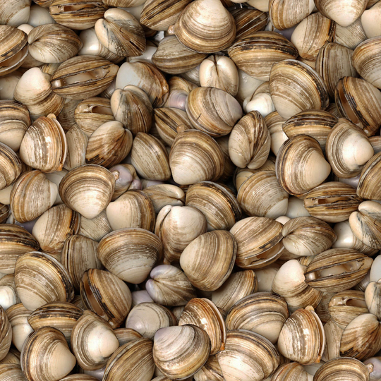 Realistic Clams Fabric, Elizabeths Studio Food Festival 623, Seafood, Cooking, Apron, Kitchen, Quilt Fabric By The Yard, 100% Cotton