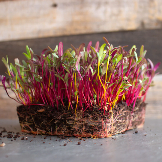 Rainbow Blend Beet Microgreen Seeds | Heirloom Non-Gmo For Sprouting
