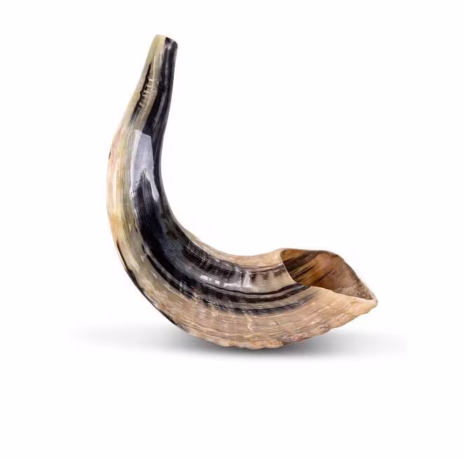 Jewish Ram's Horn Shofar Classic Natural Handmade, 12"-14", 100% Kosher Authentic From Israel. Judaica Wedding, Bar/T Mitzvah Gift