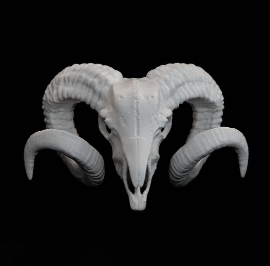 Ram Skull, Horn, Antler, Goat Animal Skull | Shelf Decoration 3D Printed Sculpture Different Color & Size Option