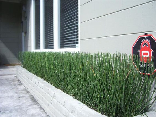 50 X Apx 15 Inches Tall Horsetail Reed Grass Looks Like Mini Bamboo | Equisetum Hyemale Pond Plant Zin
