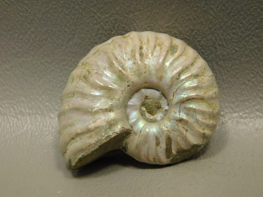 Rainbow Cleoniceras Silver Ammonite Fossil Polished Natural Collector Specimen #e2