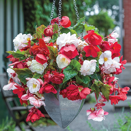 Breck's 3-Count Fragrant Cascading Begonia Blend Bulbs | 67711