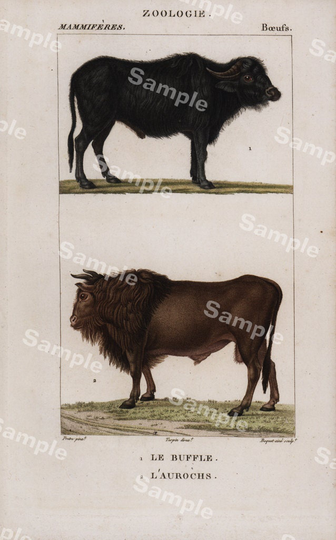 Buffalo Bison Zoology Engraving Decorative Art Original Print Wall Home Decor Hand Color Natural History Animal Kingdom