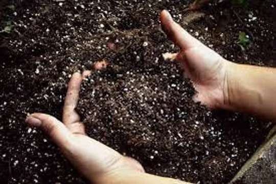 Jerusalem Holy Soil 400 Grams Bag Of High Nutrient Garden Soil Self Propagate Gardening The Best Fertilizer For Plants Grow Food