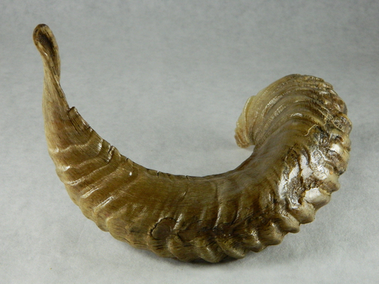 1 Natural Rams Horn - Ethically Harvested Sheep Horn; Jewelry Making, Craft Projects, Cosplay Perfect Gift, Chew Toy, Zq61