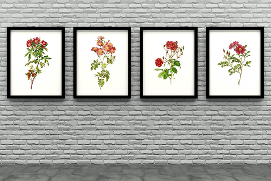 Set Of Four Botanical Prints Red Rose Collection #10. Includes Four Works By Alfred Parsons Published in 1914 Ellen Willmott