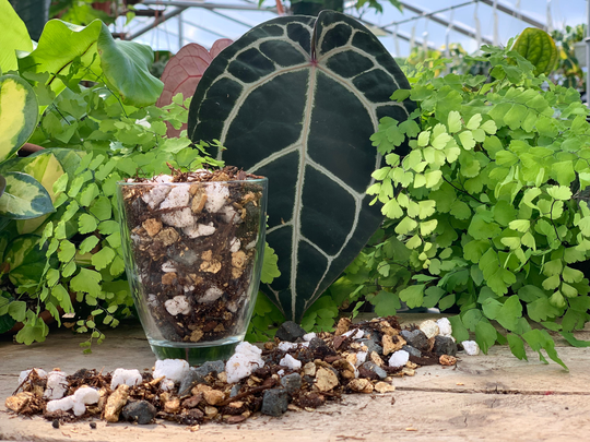 Aroid | Perfect Potting Blend Mix For All Varieties