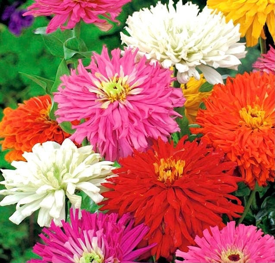Zinnia Chrysanthemum Flowers Blend 1G/50 Organic Seeds - Elegans Chrys. Gmo Free