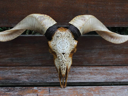 Ram Skull - Carved Sheep Skull Real | Hand Carved Ram Decor
