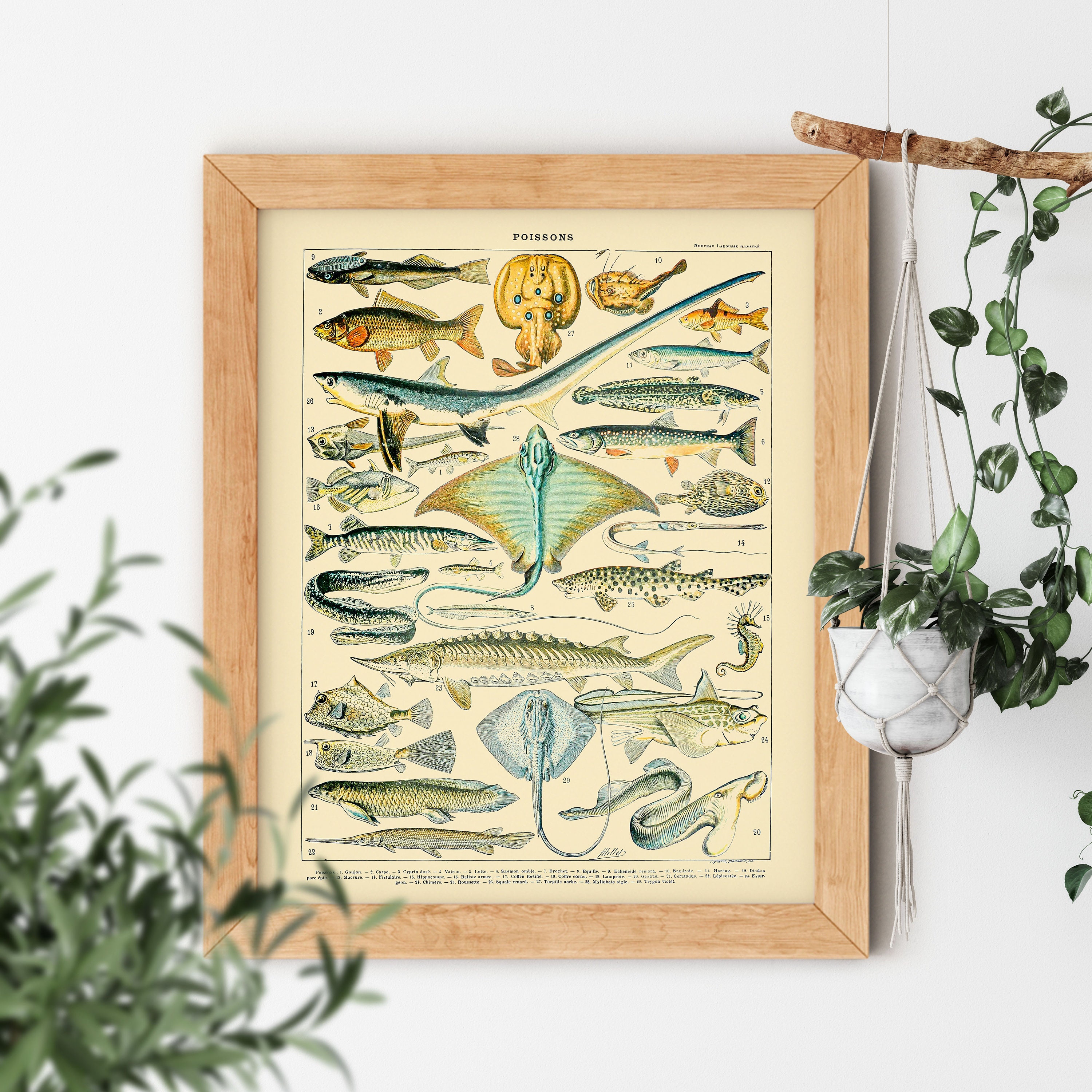 Vintage Aesthetic Poissons Seafood Stingray Shark Fishing Old Science Textbook Artwork Poster Adolphe Millot Room Decor Print 5x7 8x10 Inch