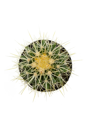 Golden Barrel Cactus | 6 Inch Echinocactus Grusonii Live Plant Succulent Indoor House