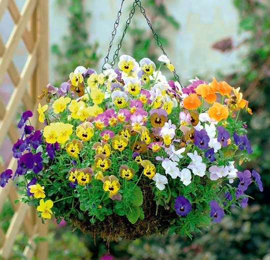 Viola Cascade - Violet Flowers Blend 0.2G/150 Organic Seeds Wittrockiana Gmo Free