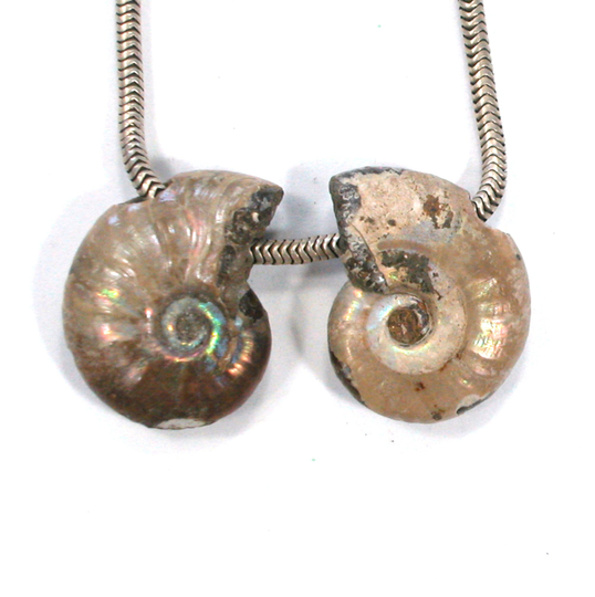 Dvh Fossil Iridescent Ammonite Matched Pair Focal Beads 21x16x6 | 3825