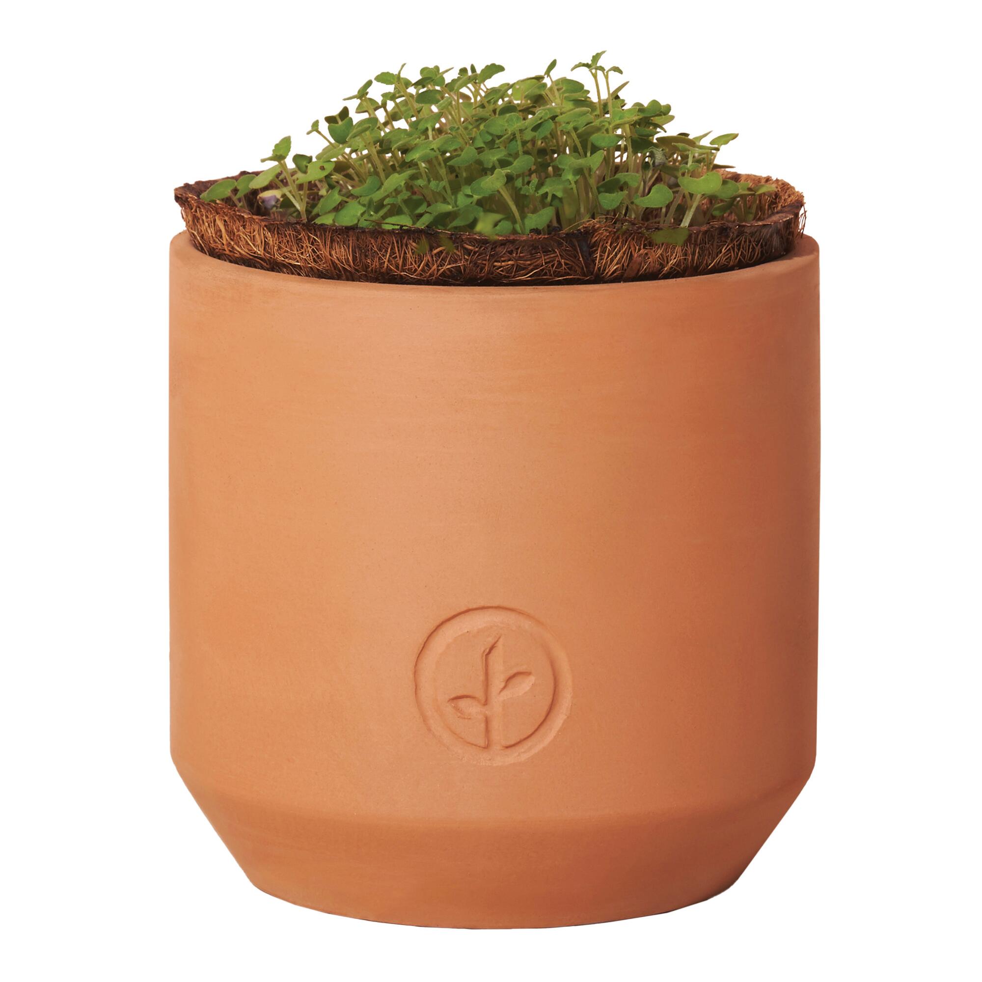Modern Sprout Curious Catnip Tiny Terracotta Grow Kit by World Market