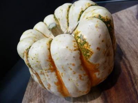 Heirloomsupplysuccess Heirloom Sweet Dumpling Squash Seeds