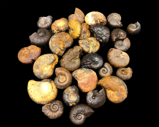 Small Ammonites | 4Oz From Morocco 1/2 To 1"