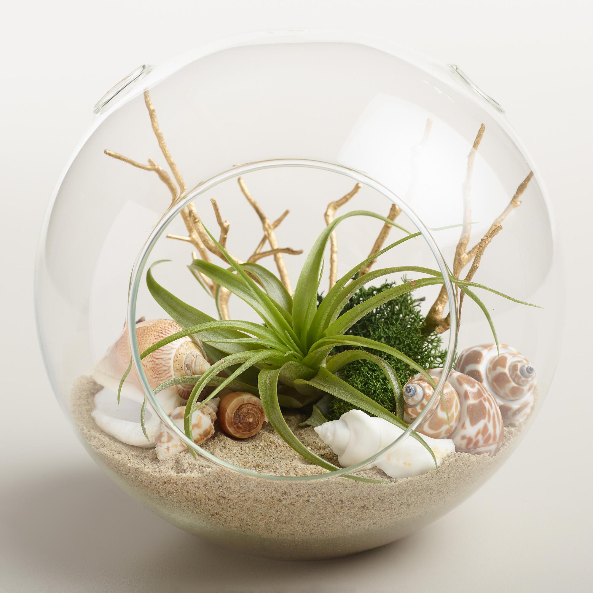 Beach Garden Live Plant Glass Terrarium by World Market
