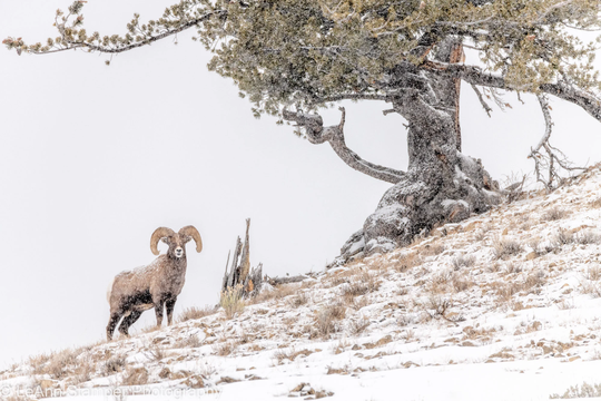 Bighorn Sheep Ram Print Yellowstone National Park Winter Snow Poster Rustic Decor Fine Art Wildlife Photography Canvas