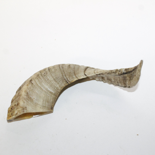 1 Polished Sheep Horn #3713 Natural Colored