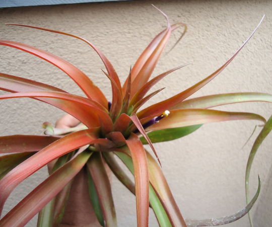 Tillandsia Capitata Red Air Plant