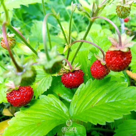 Wild Strawberry Fragaria Vesca 30+ Pcs/300 Fresh Seeds